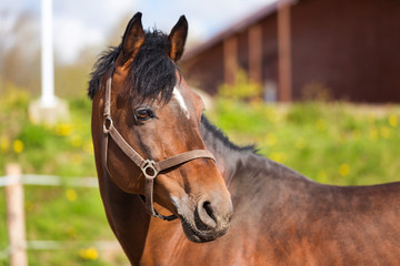 Fototapeta premium Portrait of the male horse