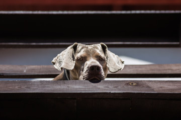 The Weimaraner dog behind the wooden fence