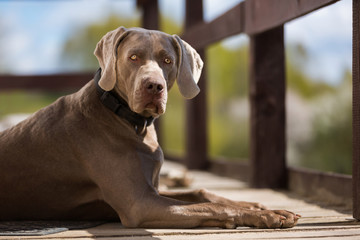 Portrait of the Weimaraner dog against the wooden fence background