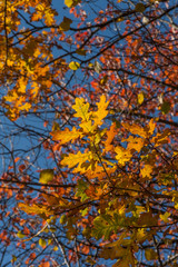 indian summer in germany