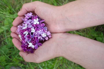 Printed kitchen splashbacks Lilac Purple lilac flowers in hands