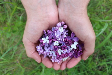 Purple lilac flowers in hands
