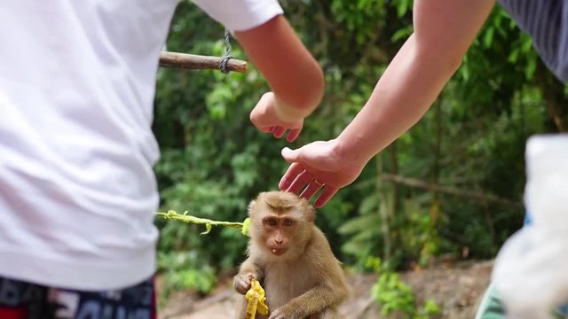 People feed the monkey bananas and touch it. PHANGAN, THAILAND.
