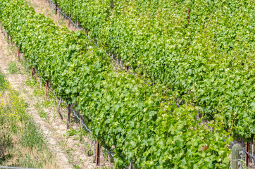 Vineyard in British Columbia on a Sunny Summer Day