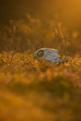 Animal skull in a atumn grass