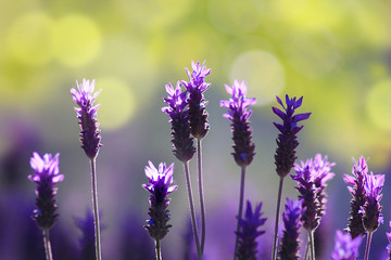 blooming lavender lit by the morning sun