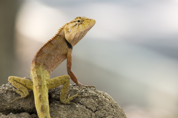 Red chameleon