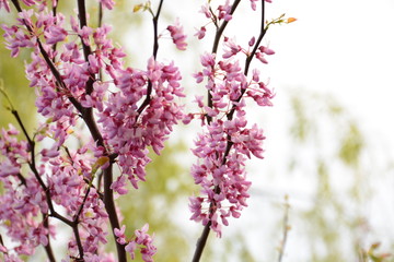 Branch of pink flowers on blossoming tree in the sunlight close up