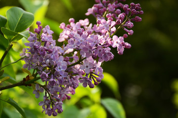 Fototapeta na wymiar Blooming lilac close up