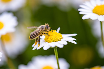 ミツバチ,  The Bee on The White Flower