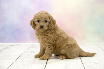  Miniature Goldendoodleon colorful springtime background