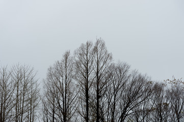 tree branch with white background