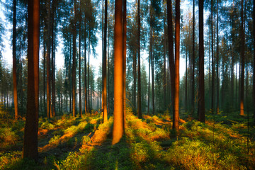 Silent Forest in spring with beautiful bright sun rays