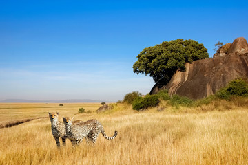 A group of cheetahs in the savanna in the national park of Africa - obrazy, fototapety, plakaty