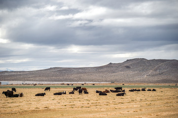 Obraz na płótnie Canvas Cows in a meadow Winter Domestic Cattle, Cattle, Dairy Farm, Field, Farm