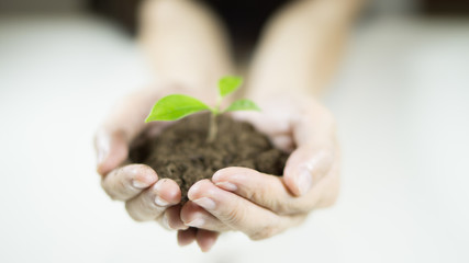 Fototapeta na wymiar woman's hands holding a plant growing out of the ground, closeup.Green seedling growing from soil,Ecology concept., World Environment Day, Earth Day, World food day concept, New Life or csr activities