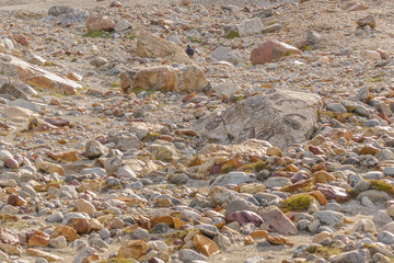 Rocky Landscape, Patagonia, Argentina