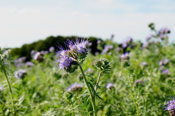Büschelschön oder Phacelia, die zur Begrünung auf brachliegenden Feldern ausgesät wird
