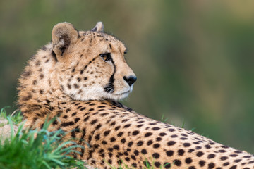 cheetah - Acinonyx jubatus © Marek R. Swadzba