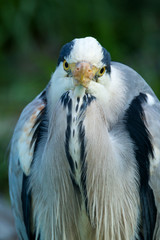 Grey heron, Ardea cinerea