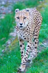 cheetah - Acinonyx jubatus