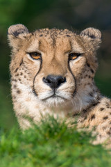 Obraz na płótnie Canvas cheetah - Acinonyx jubatus