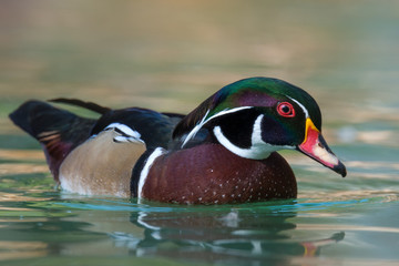wood duck - Aix sponsa