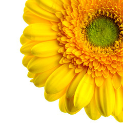 Yellow daisy on white background