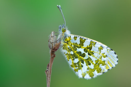 The Orange Tip - Anthocharis Cardamines