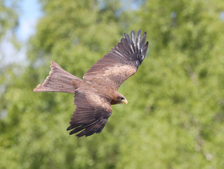 Close up of a Black Kite in flight