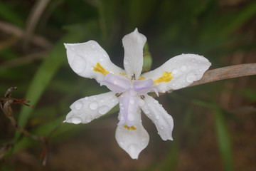 Fleur blanche et violette