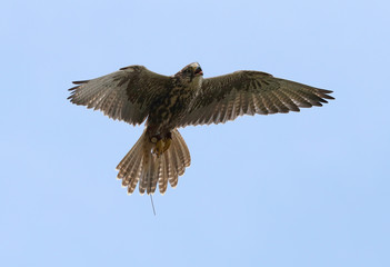 Close up of a Saker Falcon in flight