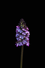 orchidea selvatica © delbio79