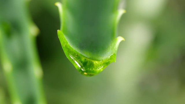 aloe leaf with dripping clear juice