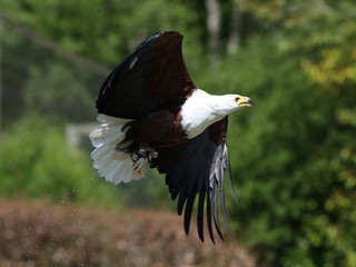 Close up of an African Fish Eagle in flight