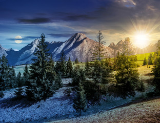 spruce forest on grassy hillside in tatras