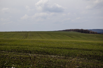 Fototapeta na wymiar Green field of wheat on spring