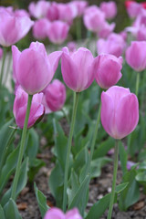 Tulipes violettes au printemps au jardin