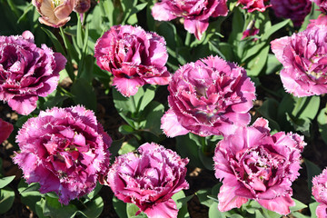 Tulipes dentelles violettes à fleur double au jardin au printemps