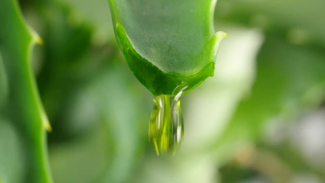 aloe leaf with dripping clear juice