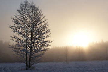zimowy krajobraz z drzewem i zamglonym słońcem w tle