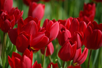 Tulipes rouges au printemps au jardin