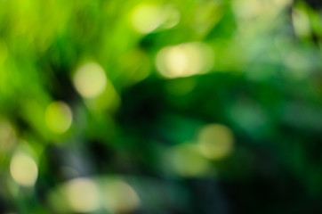Abstract and blurred green background