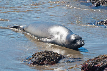 Fototapeta premium Baby Northern Elephant Seal at Piedras Blancas Elephant Seal colony on the Central Coast of California USA
