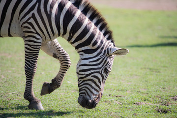 Fototapeta na wymiar Zebra finding food in green field.