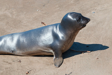 Fototapeta premium Baby Northern Elephant Seal Pup at Piedras Blancas Elephant Seal colony on the Central Coast of California United States