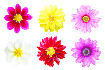 collection chrysanthemum isolated on white background