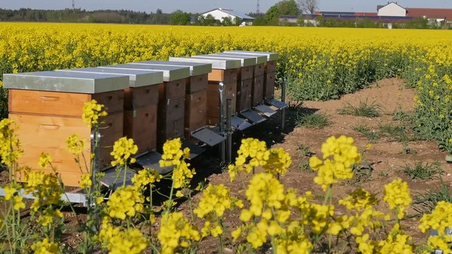 Bienenst&ouml;cke im Rapsfeld
