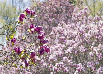 Closeup of violet magenta magnolia flowers on tree branches, abundant pink blossoms in background