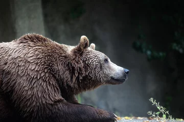 Fotobehang Brown bear, captive. A brown bear male specimen, taken out of profile. Bear lying down, half bust. © Polifoto